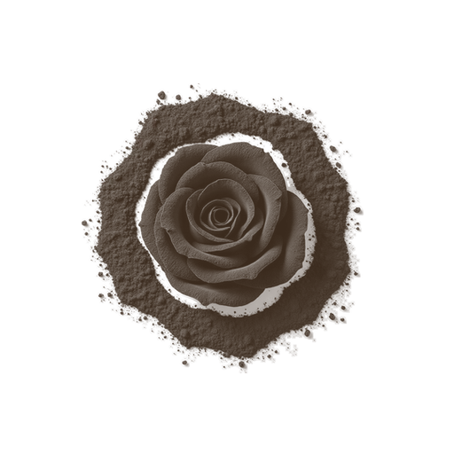 Rose, drawn in coffee grounds