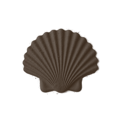 Shell, drawn in coffee grounds