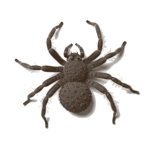 Spider, drawn in coffee grounds